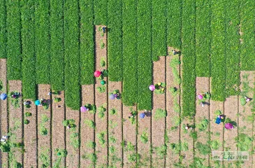 超级种子育种记