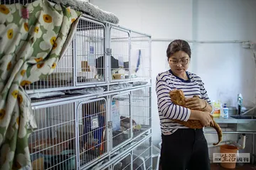 人类社区里，动物有个“居委会”4