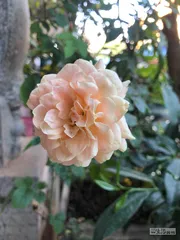 寻找古月季的旅行4