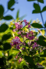 听见花开的声音3