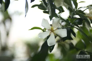 听见花开的声音4