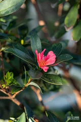 听见花开的声音5