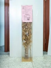 大豆振兴：来自原产国的追赶7