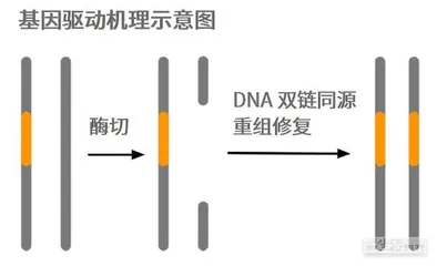 人蚊之战22