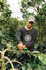 蓬勃的印尼：咖啡种植大国的转向13