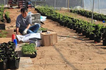 美国大麻种植园的华人务工暗流2
