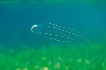 没有大脑也可以学习