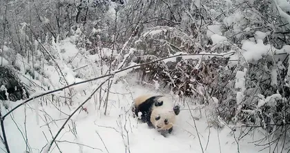 吕植：是熊猫选择了我2
