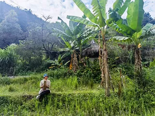 瓦依那：稻花飘香的“大梦”
