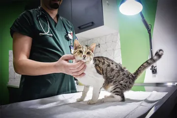 制售猫药获刑15年：“猫传腹”的用药困局