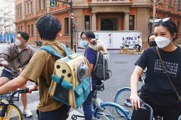 制售猫药获刑15年：“猫传腹”的用药困局4