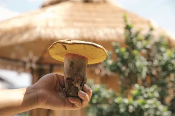 兴隆菌子园：吃菌的朴素版本4