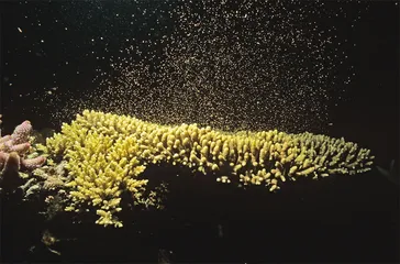 从大堡礁看珊瑚礁7