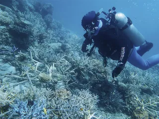 从大堡礁看珊瑚礁9