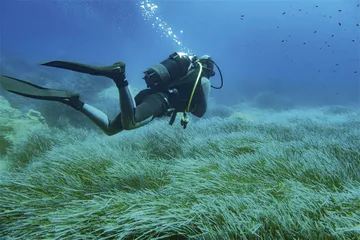 被忽视的海草