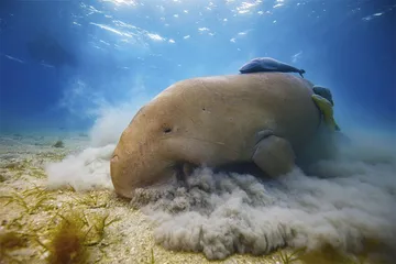 被忽视的海草2