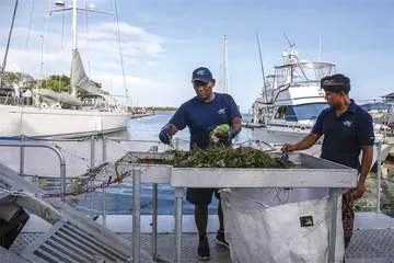 被忽视的海草3