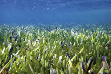 被忽视的海草4