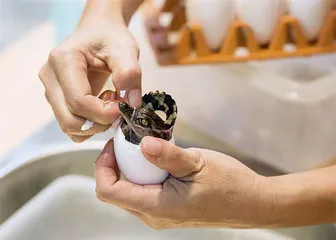 人工诱导孤雌生殖