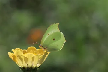 观蝶：翅膀下的世界5