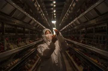 造肉工厂：一只鸡的38天