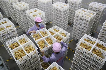 造肉工厂：一只鸡的38天1