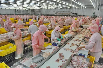 造肉工厂：一只鸡的38天6