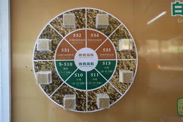 造肉工厂：一只鸡的38天8