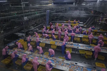 造肉工厂：一只鸡的38天9