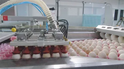 白羽鸡育种记4