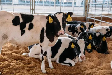 飞鹤奶粉：乳企产业链的扩张8