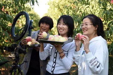 宾川县，水果产业集群的诞生5