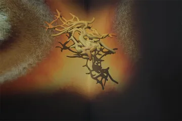 蘑菇，及其隐秘的艺术语言2