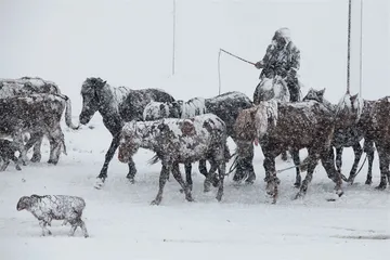 封控与暴雪：北疆牧民“最艰难的一年”0
