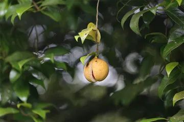生死太平洋14