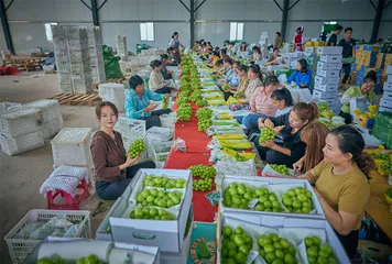 阳光玫瑰，农民如何掌握定价权