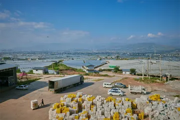 阳光玫瑰，农民如何掌握定价权2