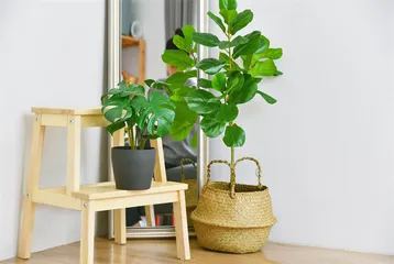 假植物