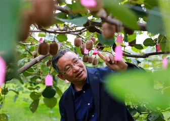 陕西猕猴桃：原产地的希望与困境4