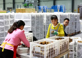 陕西猕猴桃：原产地的希望与困境6