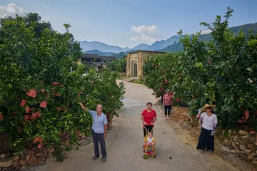 琯溪蜜柚：一个传统柚产区的突围1