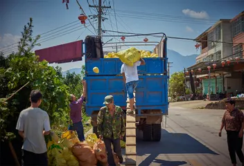 琯溪蜜柚：一个传统柚产区的突围4