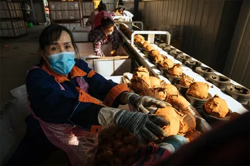 莱阳梨的工业化之路
