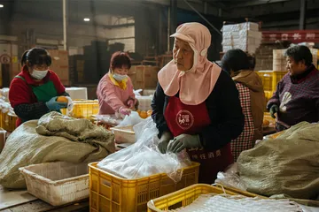 莱阳梨的工业化之路4