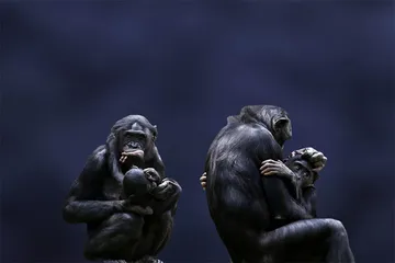 人类为什么极端宽容，又极其暴力？