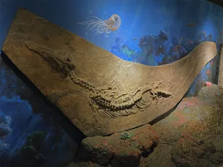 大灭绝事件让生命发生了很大的转变2