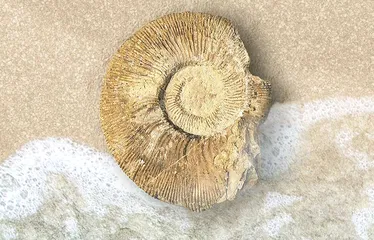 地球历史中的五次“生物大灭绝”2