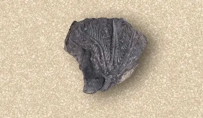 地球历史中的五次“生物大灭绝”3