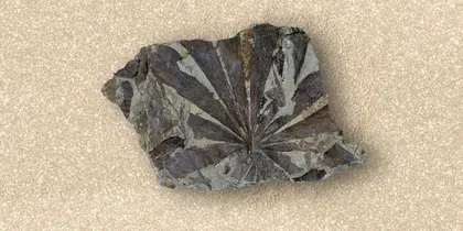 地球历史中的五次“生物大灭绝”6