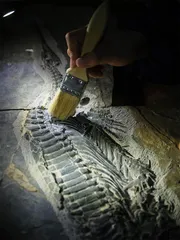 湖北鳄，生物复苏的一次失败“冒险”